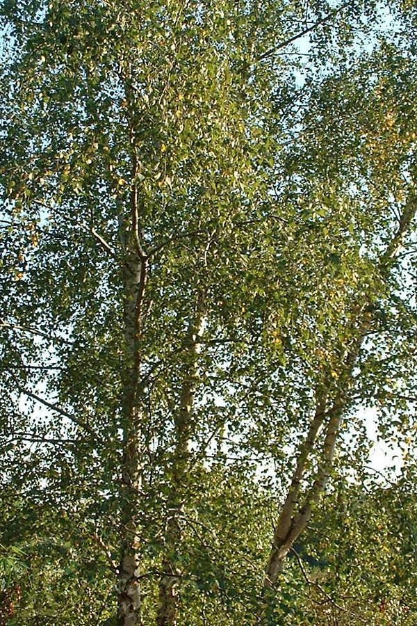 Betula Pendula - Bouleau Commun 120 Graines | Récolte 2021