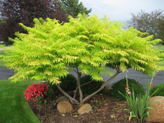 Rhus Typhina Tiger Eyes | Sumac Vinaigrier - 1 Plant