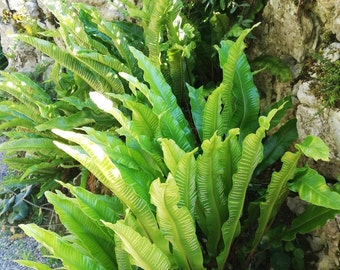 ASPLENIUM SCOLOPENDRIUM - fougère scolopendre -