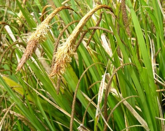 CAREX PENDULA - Laîche pendante - 120 graines fraiches (récolte 2023)