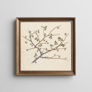 May include: A framed botanical print featuring a branch with red and gray stems, small green leaves, and brown buds. The artwork is set against a cream-colored background and framed in a gold-colored, ornate frame.