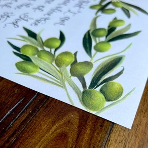 May include: A watercolor painting of olive branches with green leaves and olives. The painting is on a white background and has a handwritten quote in the top left corner.