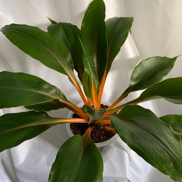 Rare Chlorophytum Orchidastrum 'Fire Flash' - Plante de mandarine, plante établie entièrement enracinée