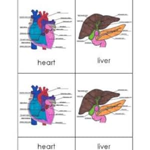 Human Organs Toob  Three Part Card Set