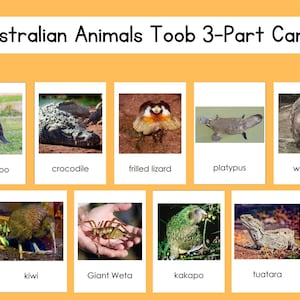 Australian Animals Safari Toob Set di carte in 3 parti File digitale
