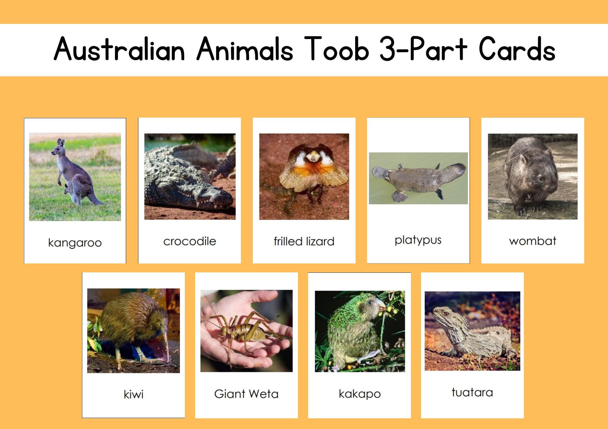 オーストラリア カカドゥ 30周年記念 3枚セット Australian Animals Safari Toob 3-part Card Set Digital File - Etsy