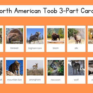 May include: A set of 12 illustrated cards featuring North American animals, including a bear, beaver, bighorn ram, bison, elk, moose, mountain goat, mountain lion, pronghorn, raccoon, wolf, and river otter.