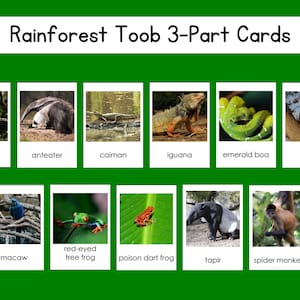 Rainforest Safari Toob 3-delige kaartenset digitaal bestand