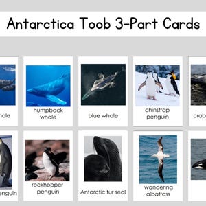 Antártida Safari Toob Conjunto de tarjetas de 3 partes Archivo digital