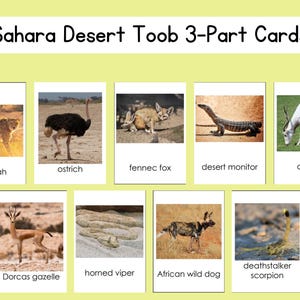 Sahara Desert Safari Toob 3-częściowy zestaw kart plik cyfrowy
