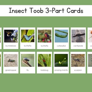 Insect Safari Toob 3-Part Card Set Digital File