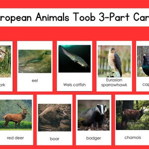 Archivo digital del conjunto de tarjetas de 3 partes de Safari de animales europeos Toob