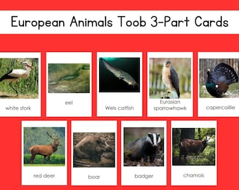 European Animals Safari Toob 3-delige kaartenset digitaal bestand