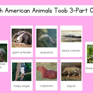 Juego de tarjetas de 3 partes de Toob con animales de Sudamérica Safari Archivo digital
