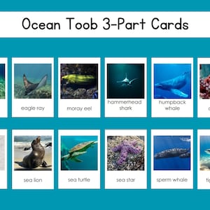 Ocean Safari Toob Conjunto de 3 cartas em arquivo digital