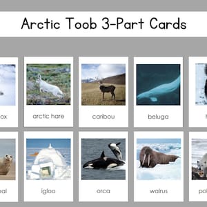 Arctic Safari Toob set di carte in 3 parti file digitale