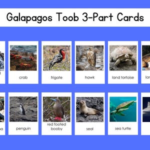 Galapagos Safari Toob 3-part Card Set Digital File - Etsy
