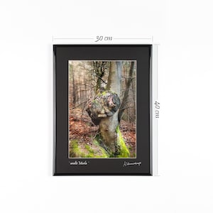 Naturwesen Fotografie, Gesichter in Bäumen, magischer Waldgeist, Poster
