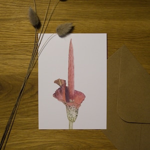 Postkarten Set - 6 verschiedene botanische Motive