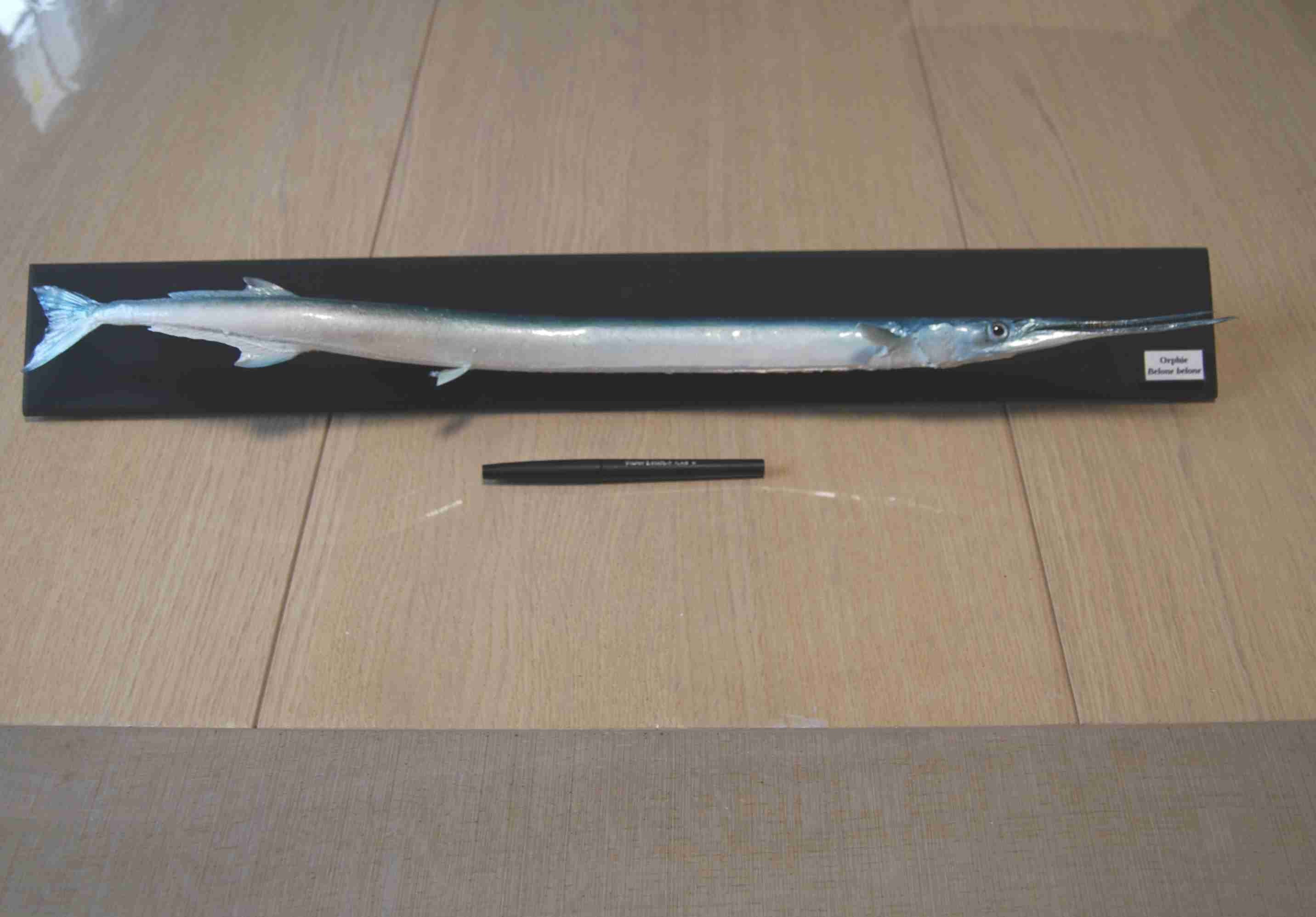 Orphie Naturalisée 60 cm Socle Mural