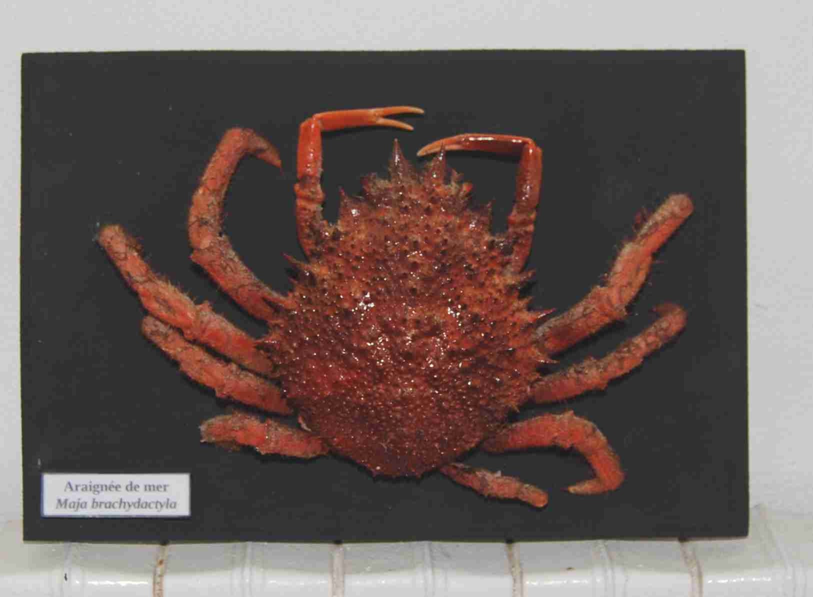 Araignée de Mer Naturalisée