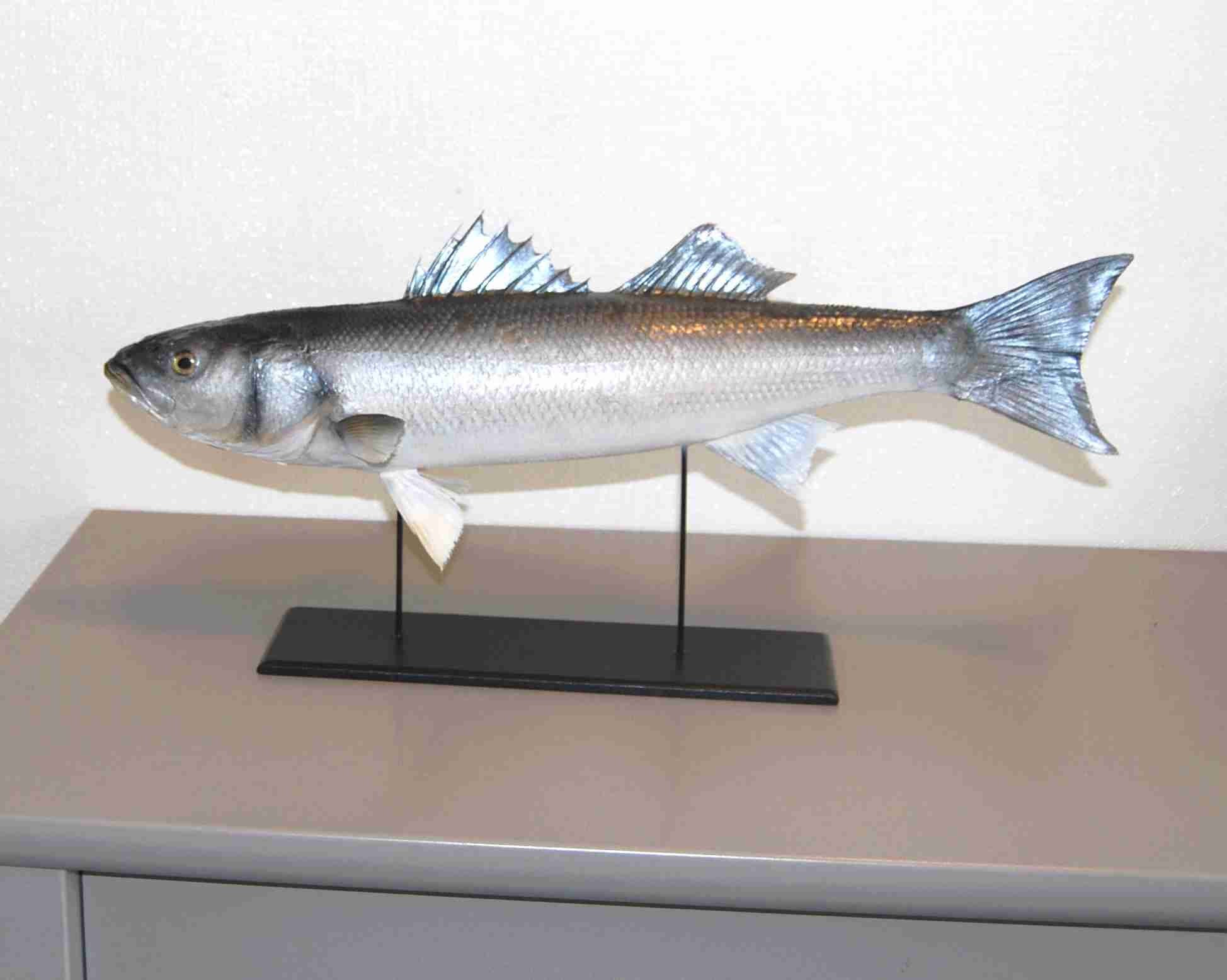 Bar Naturalisé 47 cm