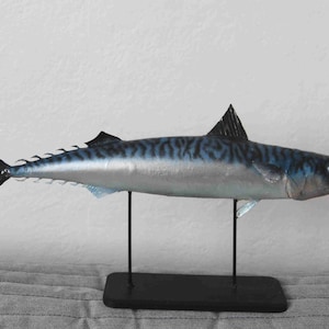 Naturalized mackerel 30 cm