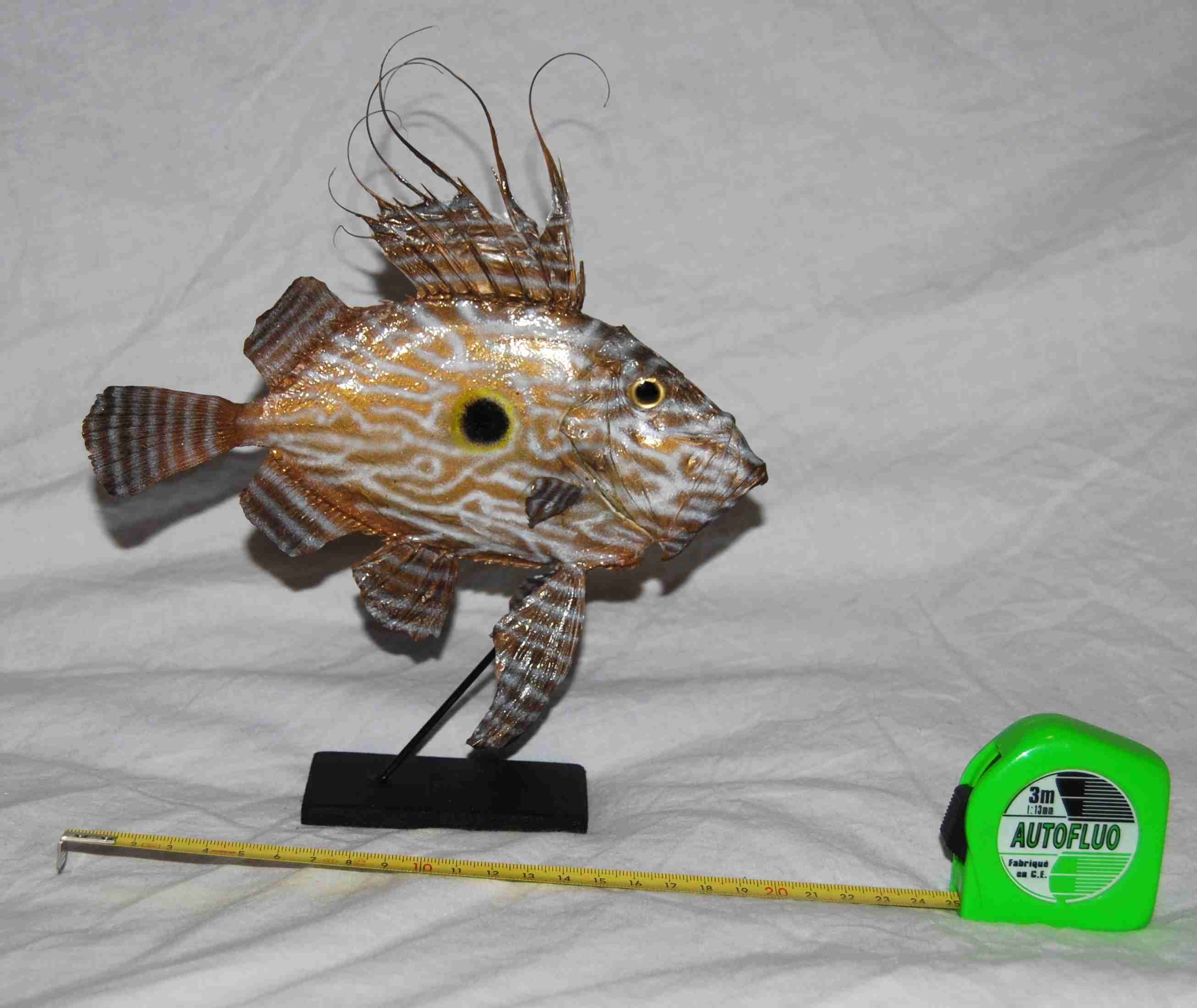 Saint Pierre Naturalisé 20 cm