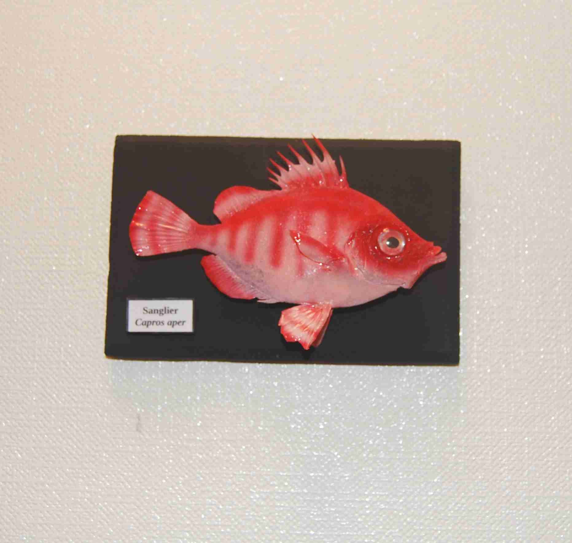 Sanglier | Capros Aper 15 cm sur Socle Mural | Vérifable Poisson Naturalisé