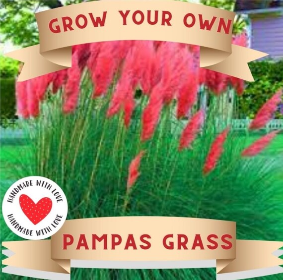Grow Your Own Red Pampas Grass 20 Seeds Plus Peat Pods Etsy