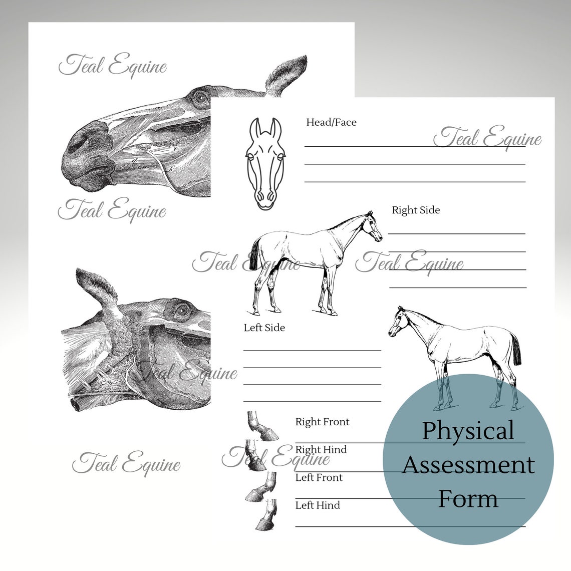 Equine Physical Assessment Form Etsy
