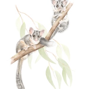 Leadbeater’s Possums A3 fine art print