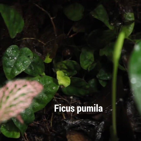 Creeping Fig (Ficus pumila)