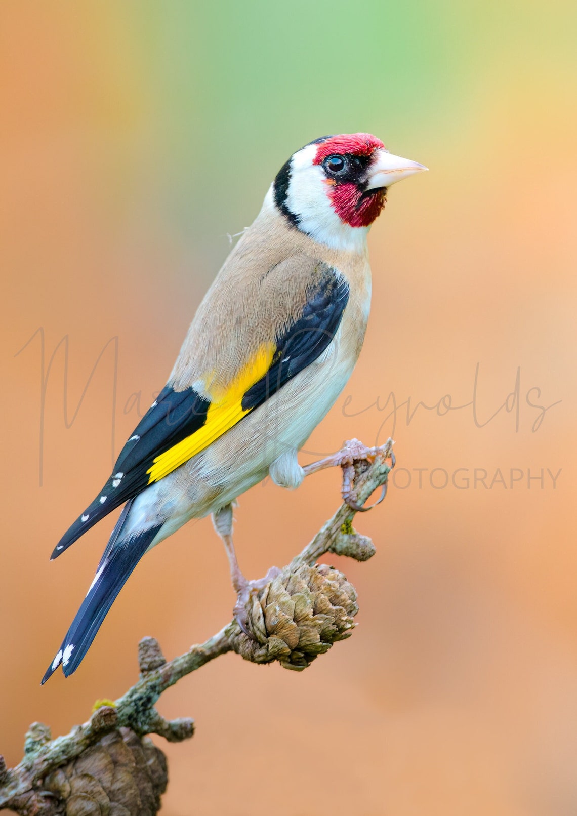 Goldfinch Colour Digital Print, Bird Photography, Wildlife Photography