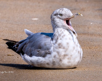 17x11 Herring Gull [Larus argentatus] 02