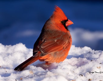 Cardinal du Nord [Cardinalis cardinalis] 01