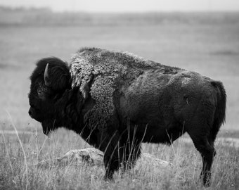 American Bison Print, Wildlife Photography, Animal Photo Print, Nature Wall Art by Tim Kiser Photography