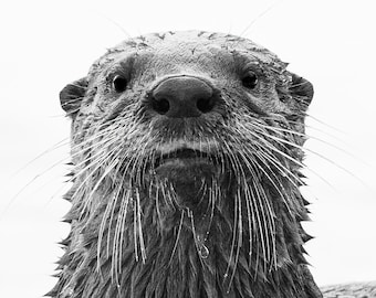River Otter Photograph Print, Wildlife Photography, Animal Photo Print, Nature Wall Art by Tim Kiser Photography