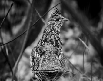 Ruffed Grouse Photograph Print, Wildlife Photography, Bird Animal Photo Print, Nature Wall Art by Tim Kiser Photography
