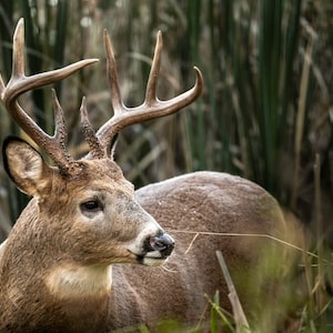 Whitetail Buck Photograph Print, Wildlife Photography, Animal Photo Print, Nature Wall Art by Tim Kiser Photography