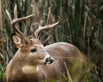 Whitetail Buck Photograph Print, Wildlife Photography, Animal Photo Print, Nature Wall Art by Tim Kiser Photography