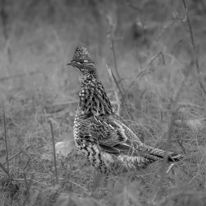 Ruffed Grouse Photograph Print, Wildlife Photography, Bird Animal Photo Print, Nature Wall Art by Tim Kiser Photography
