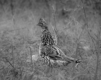 Ruffed Grouse Photograph Print, Wildlife Photography, Bird Animal Photo Print, Nature Wall Art by Tim Kiser Photography