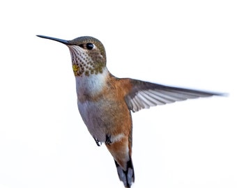 Hummingbird Photograph Print, Wildlife Photography, Animal Photo Print, Nature Wall Art by Tim Kiser Photography