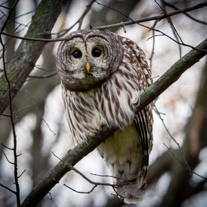 Barred Owl Photograph Print, Wildlife Photography, Bird Animal Photo Print, Nature Wall Art by Tim Kiser Photography