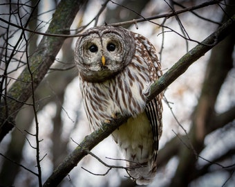 Barred Owl Photograph Print, Wildlife Photography, Bird Animal Photo Print, Nature Wall Art by Tim Kiser Photography