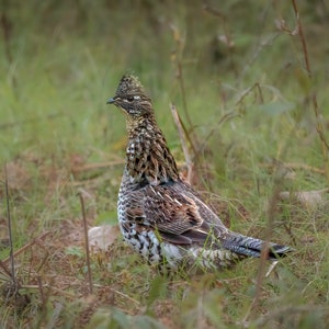 Ruffed Grouse Photograph Print, Wildlife Photography, Bird Animal Photo Print, Nature Wall Art by Tim Kiser Photography