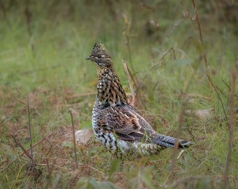 Ruffed Grouse Photograph Print, Wildlife Photography, Bird Animal Photo Print, Nature Wall Art by Tim Kiser Photography