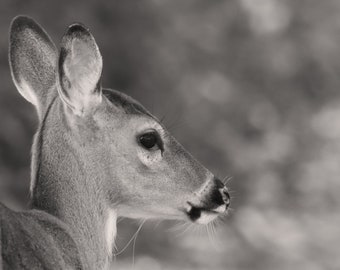 Fawn Deer Photograph Print, Wildlife Photography, Animal Photo Print, Nature Wall Art by Tim Kiser Photography