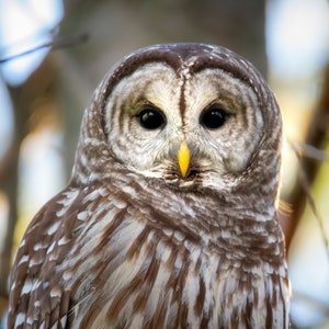 Barred Owl Photograph Print, Wildlife Photography, Bird Animal Photo Print, Nature Wall Art by Tim Kiser Photography